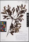 Foto von Salix conimbricensis Rothm.